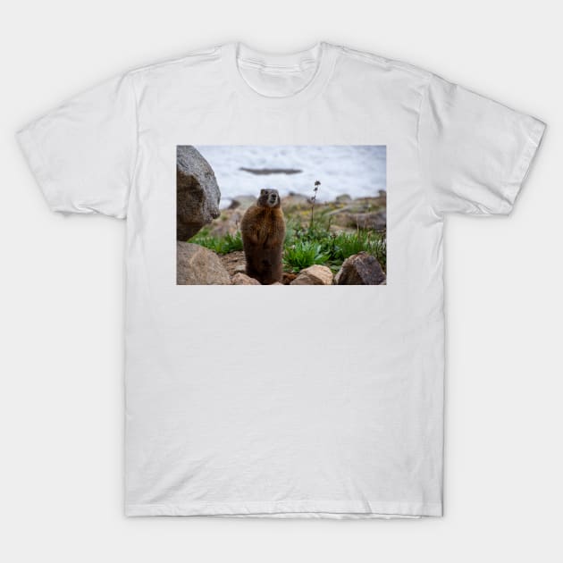 Standing Marmot T-Shirt by photosbyalexis